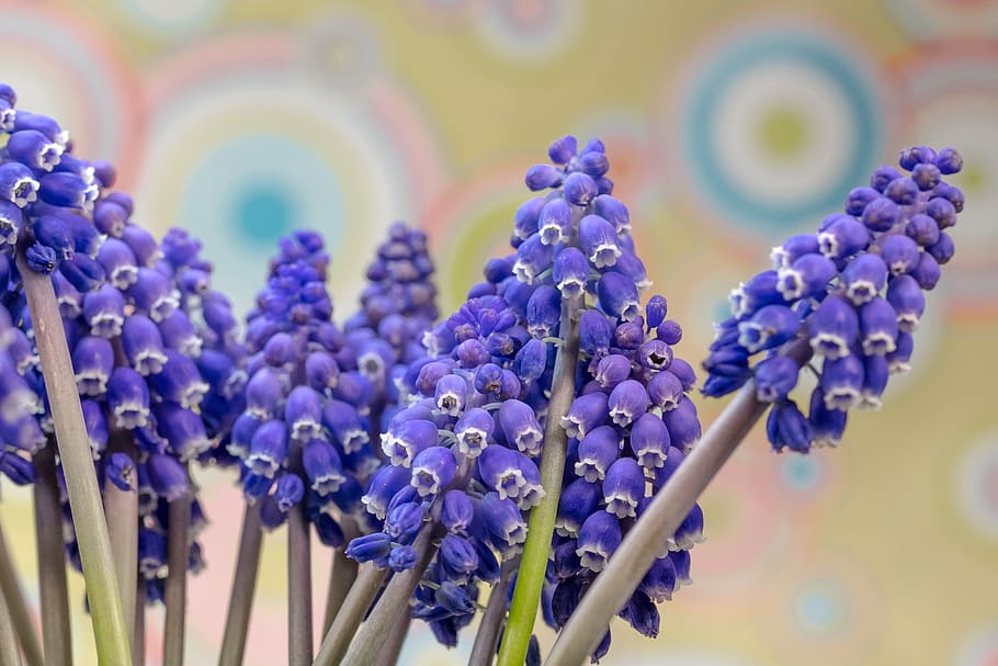 grape hyacinth, muscari, blossom, bloom, spring, garden, bright, HD wallpaper