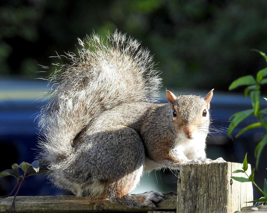 wildlife, squirrel, bushy, mammal, one animal, animal wildlife HD wallpaper