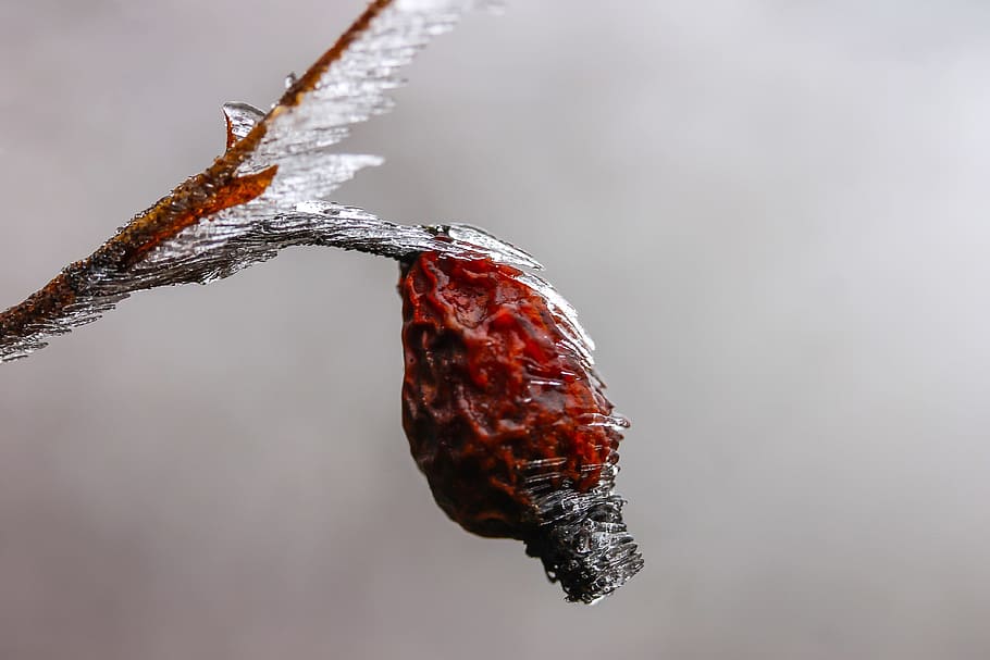 Rosehips, Ice, Winter, Macro, Frost, plant, crop, cold, forest HD wallpaper
