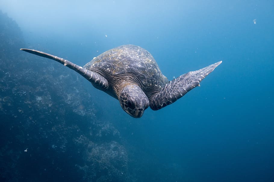 Galapagos Sea Turtle, underwater photography of brown sea turtle HD wallpaper