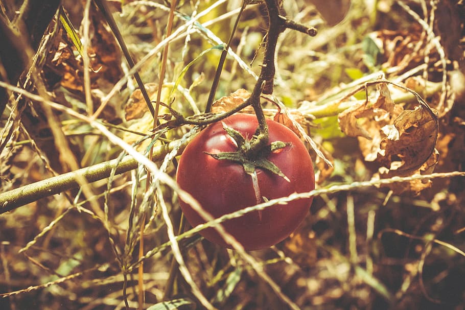 tomato, red, vegetation, plant, fresh, raw, vitamin, farm, field HD wallpaper