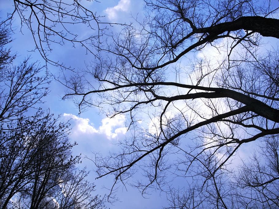 sky, trees, perspective, light, no sheets, silhouettes, winter HD wallpaper