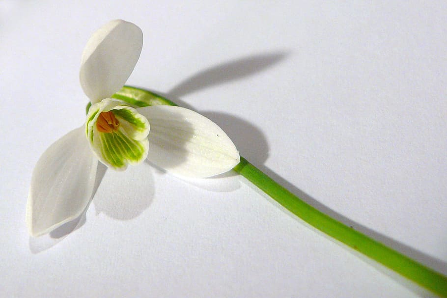 Snowdrop, Spring, Season, Flower, Detail, vase, lovely, picture HD wallpaper