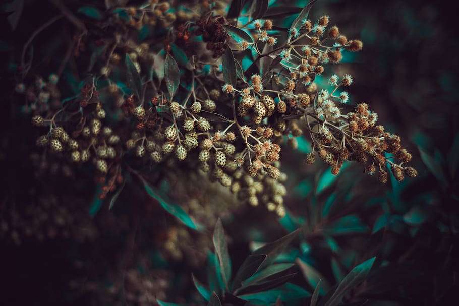 Close-up Photography of Clusters, blur, environment, focus, leaves HD wallpaper