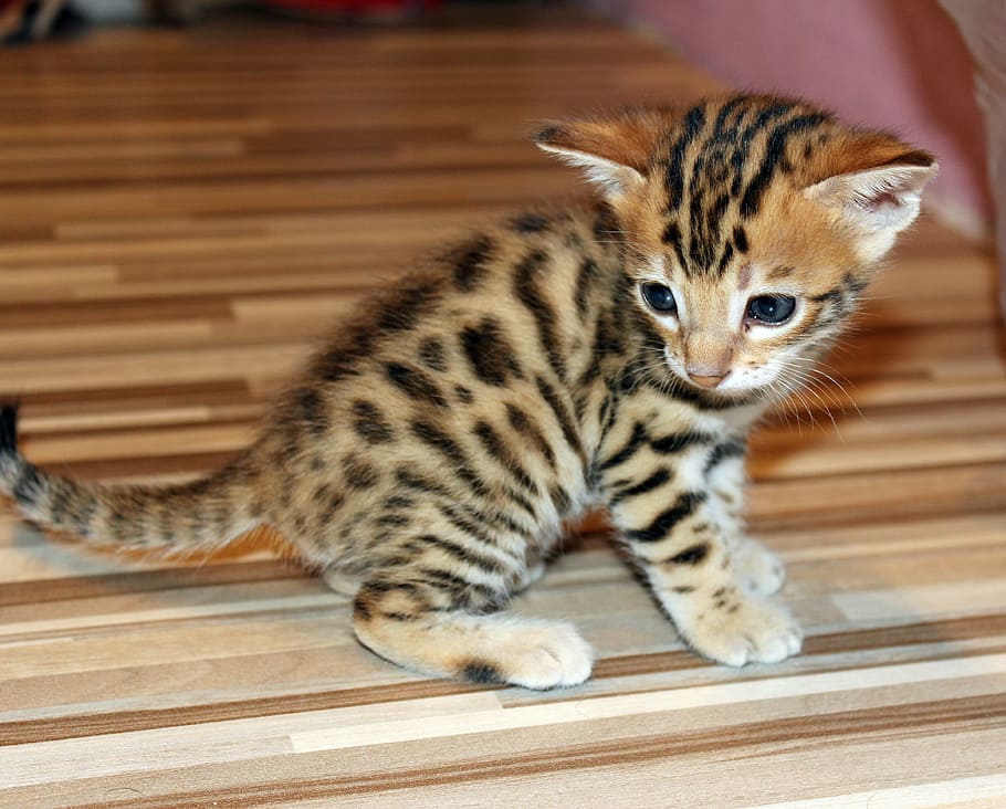 brown tabby kitten standing on brown wooden surface, bengal kitten HD wallpaper