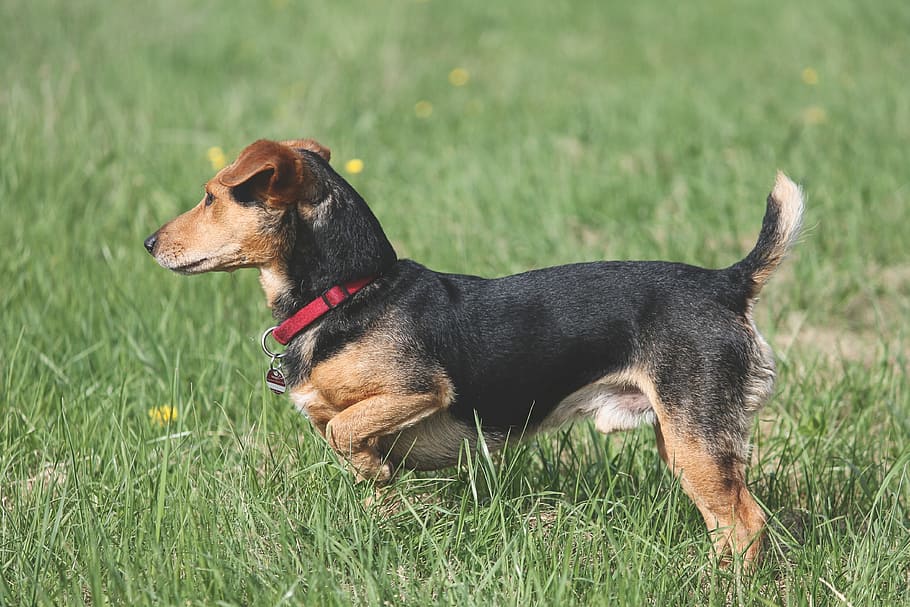 short-coated black and brown dog on green grass, attention HD wallpaper