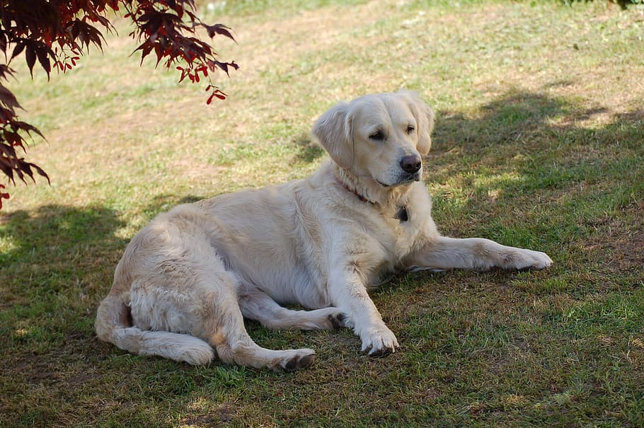 Labrador, Dog, Pet, Fur, Sweet, large, lying, dear, portrait HD wallpaper