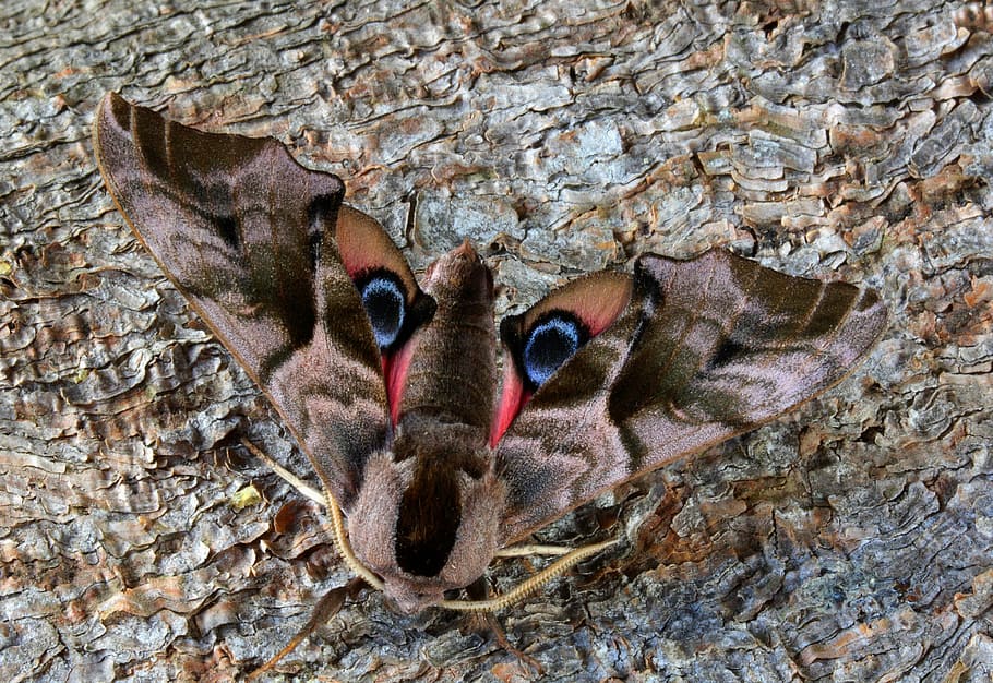 moth, macro, insect, lepidoptera, nature, animal, animal themes HD wallpaper