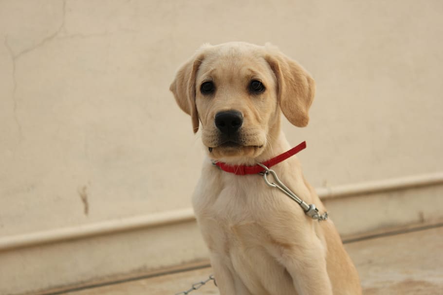 dog, looking, silent, labrador, brown eyes, bold look, one animal HD wallpaper