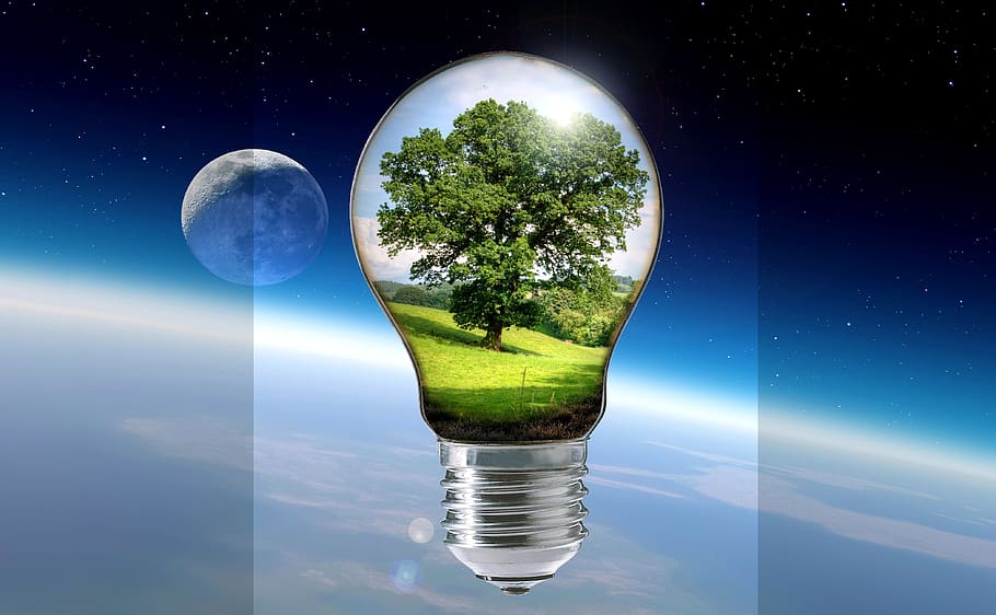 green leaf tree light bulb digital wallpaper, summer, pear HD wallpaper