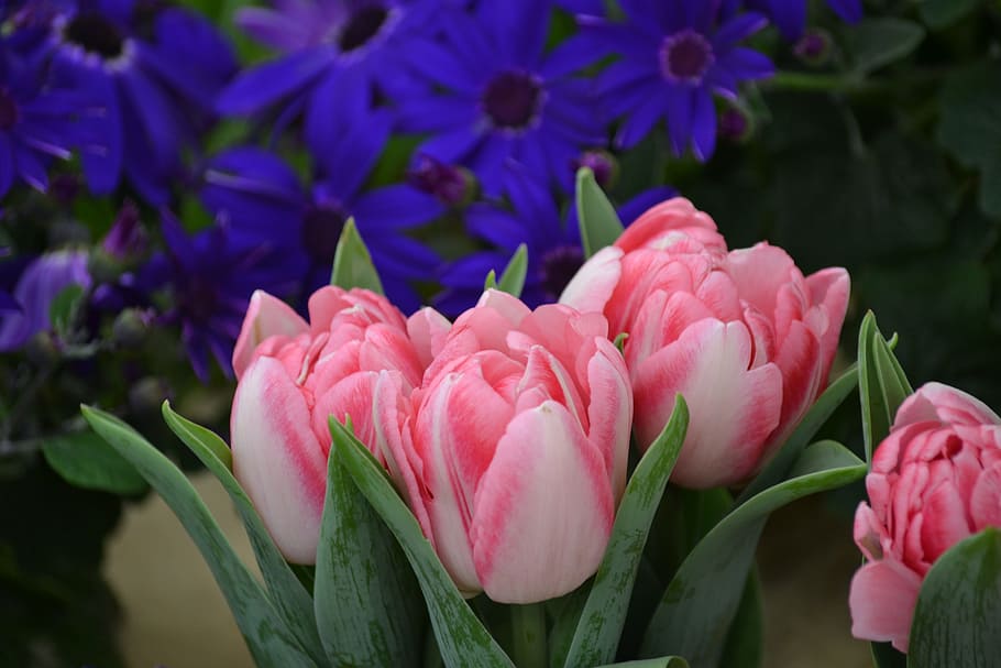 Tulips, Flowers, Nature, Spring, Pink, violet, spring flowers HD wallpaper