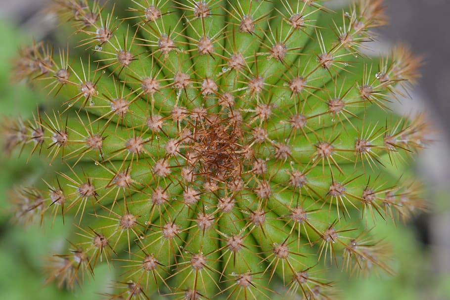 cactus, green, plant, pinches, desert, hawthorn, texture, succulent plant HD wallpaper
