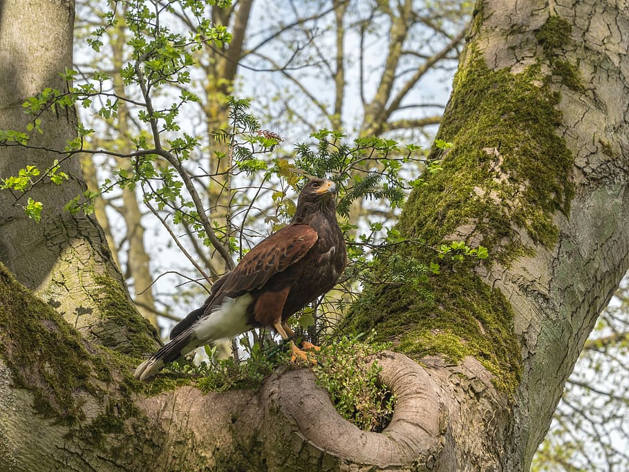 harris hawk, bird, wildlife, nature, tree, wood, outdoors, animal wildlife HD wallpaper