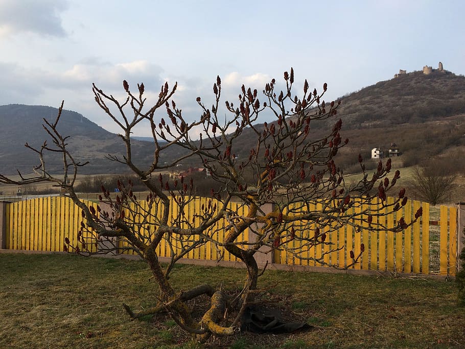 fence, bush, castle ruins, plant, mountain, environment, nature HD wallpaper
