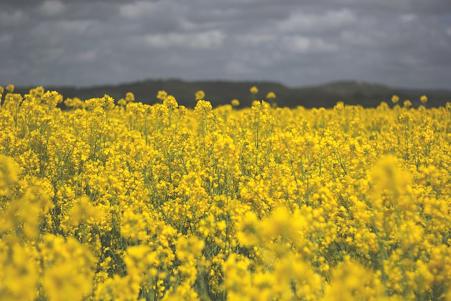 yellow golden rod flower field under cloudy sky at daytime HD wallpaper