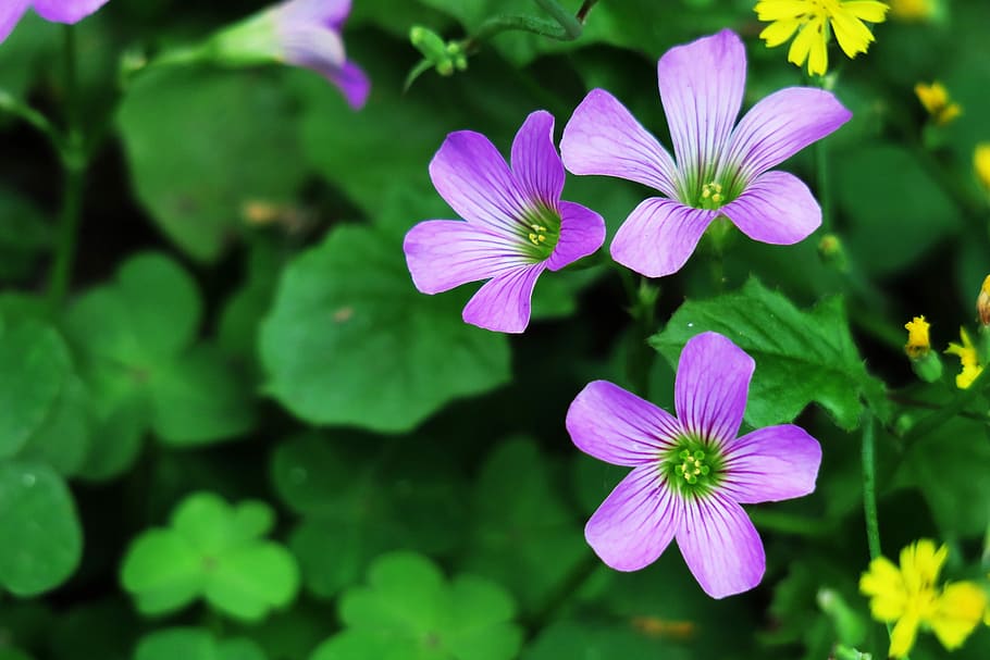 leaf, plant, nature, flower, outdoor, vinegar sauce flower HD wallpaper
