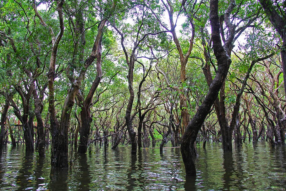 landscape photography of green leafed trees, floating, forest HD wallpaper