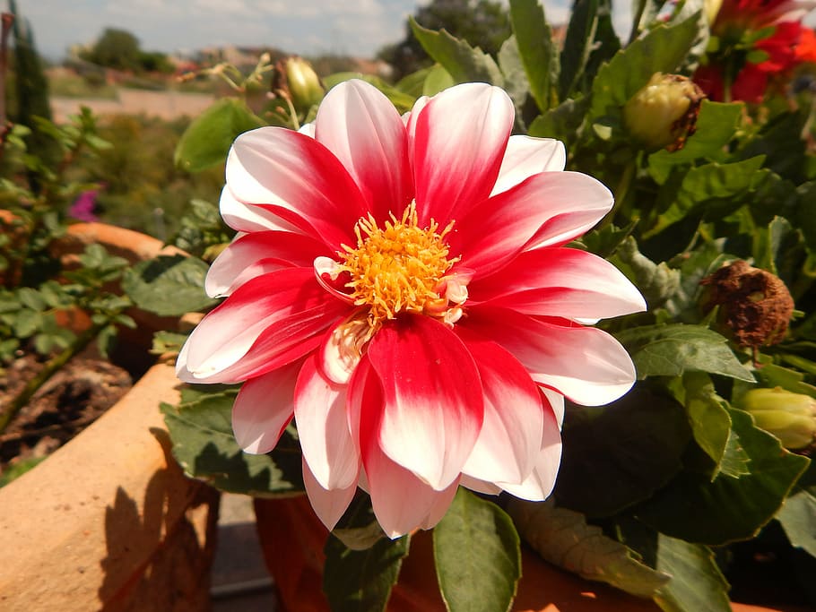 flower, plant, nuanced, nature, flowers, petal, summer, flower Head HD wallpaper