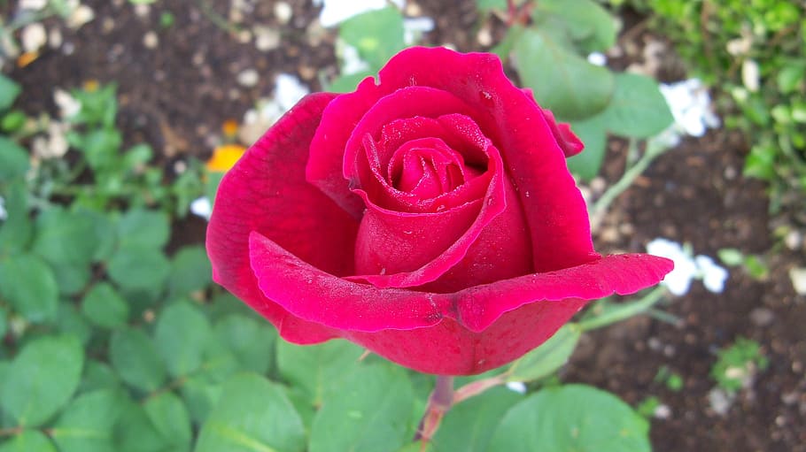 rosa, flower, nature, flowering plant, beauty in nature, rose HD wallpaper
