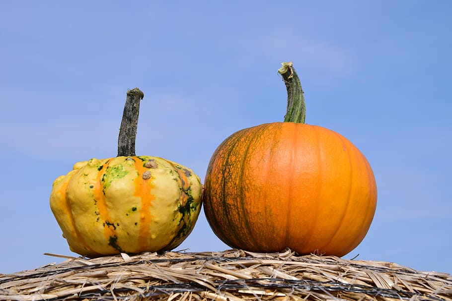 pumpkin, sky, autumn, red, yellow, gourd, straw, rural, agriculture HD wallpaper