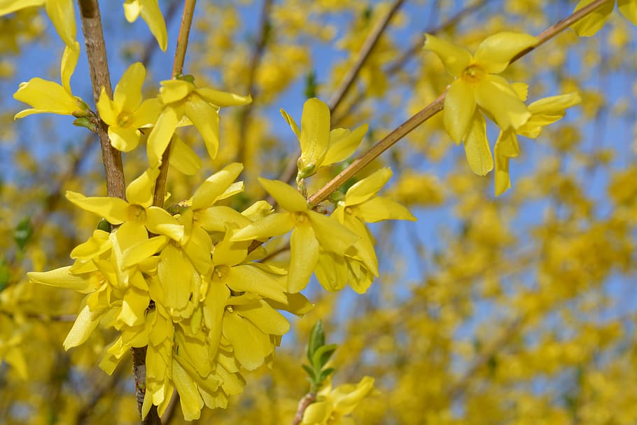 spring, bloom, blossom, nature, bush, flower, plant, yellow HD wallpaper