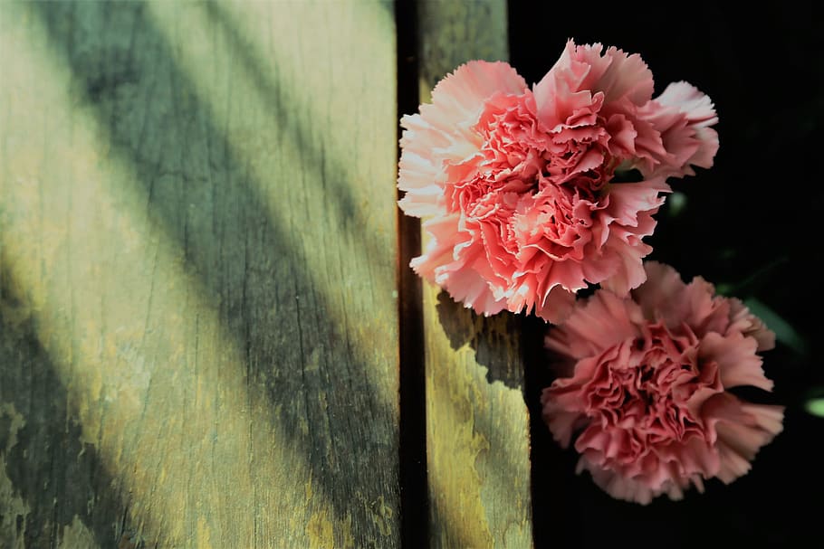 carnation, phăng, hoa cẩm chướng, flower, flowering plant, HD wallpaper