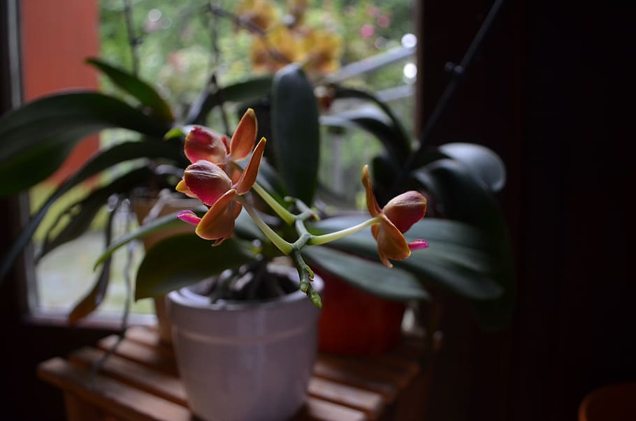 orchids, plant, blossom, bloom, growth, flower, beauty in nature HD wallpaper