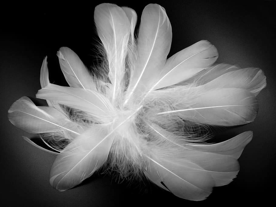 grayscale photo of feathers, spring, white, fluff, bird feather HD wallpaper