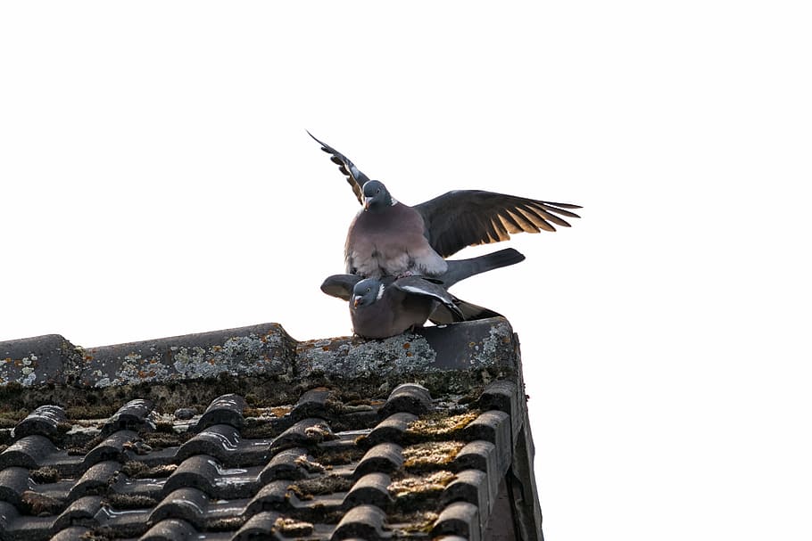 pigeons, birds, feather, nature, animal, wing, plumage, animal world HD wallpaper