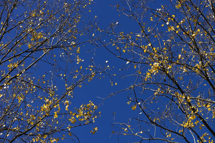 Poplar, Foliage, Yellow, Sky, Sky, Blue, nature, tree, branch HD wallpaper