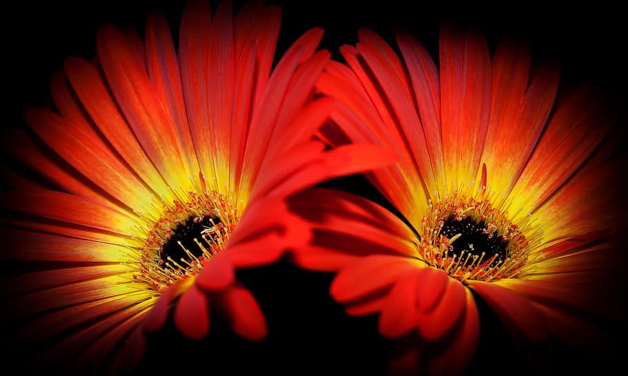 two red-and-yellow Osteospermum flowers close-up photography HD wallpaper