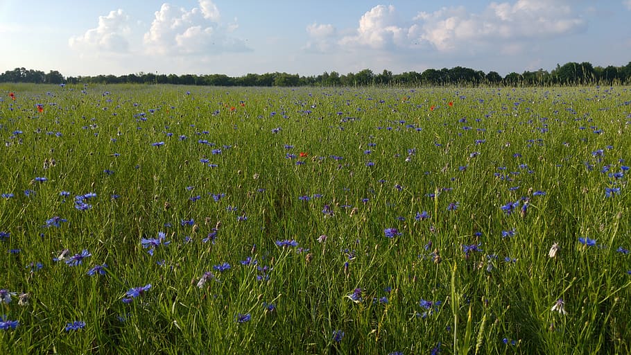 green grass field, blue petaled flowers under blue sky, landscape HD wallpaper