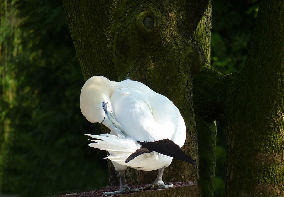bird, feather, clean, white, boobies, olive, nature, animal HD wallpaper