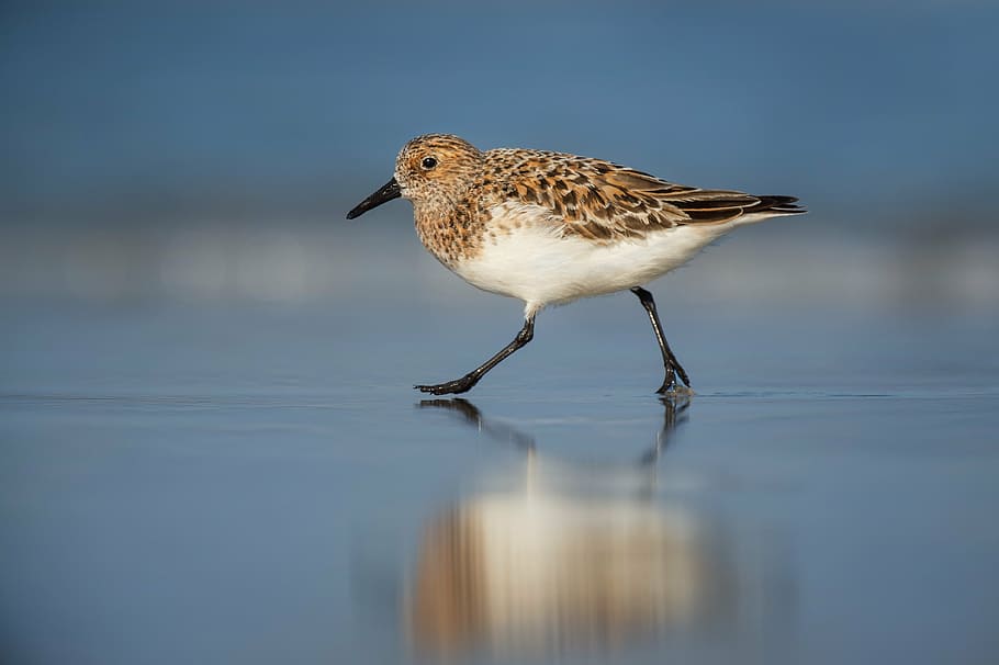 selective focus photo of brown and black piper bird walking on seashore HD wallpaper