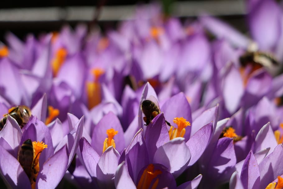 Crocus, Flower, Garden, Spring, Bee, purple, nature, plant HD wallpaper