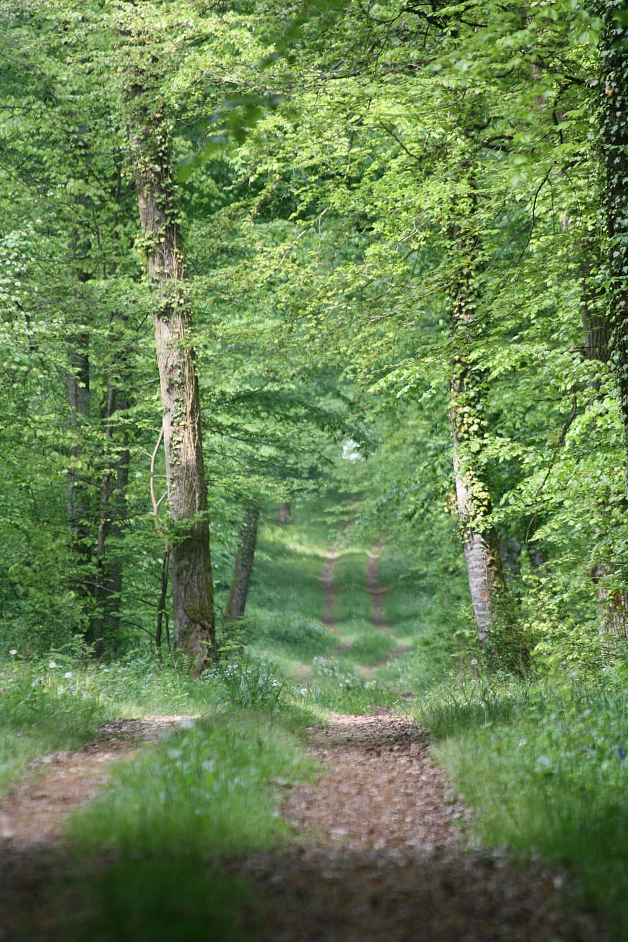 path, forest, nature, trees, landscape, hiking, spring, plant HD wallpaper