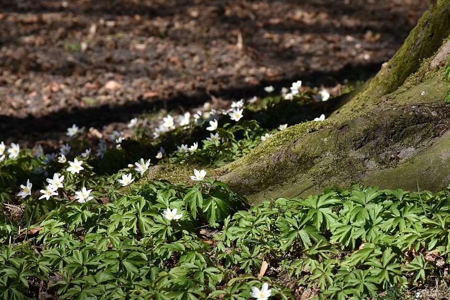 shallow focus photography of green plants, log, root, spring HD wallpaper