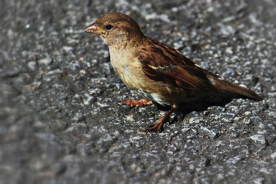 bird, small bird, animal, wildlife, outdoor, beak, brown bird HD wallpaper