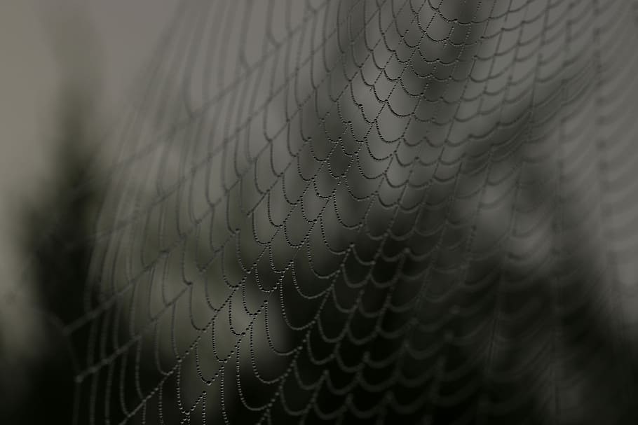 close up shot of spider web, photography of web spider, spiderweb HD wallpaper