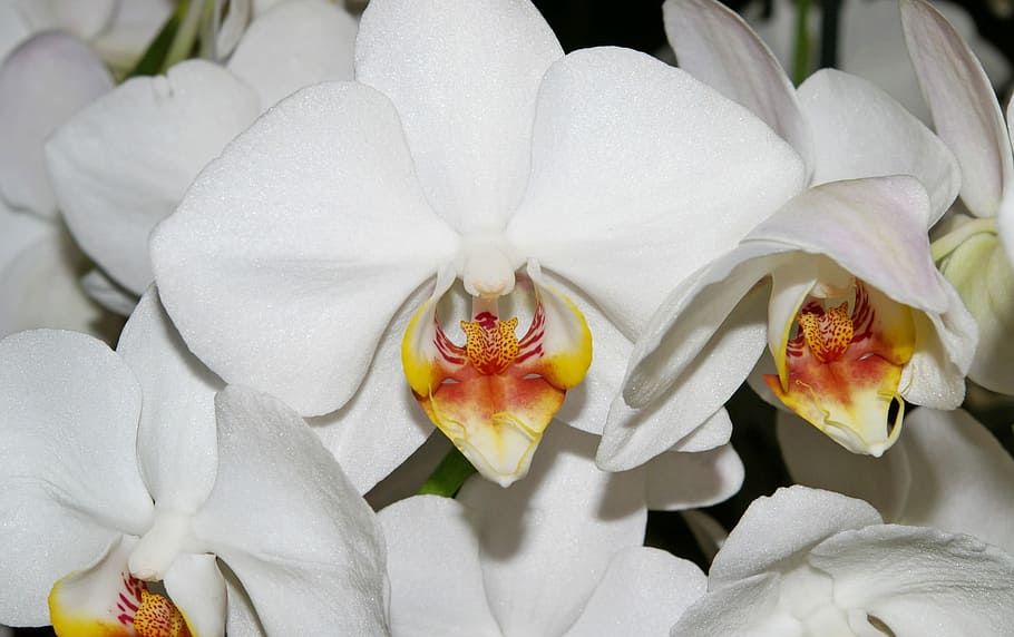 Orchids, White, Blossom, Bloom, Plant, purity, flowers, beauty HD wallpaper