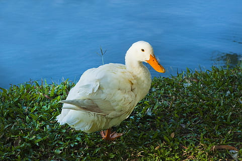 animal, beak, bird, duck, feather, feathers, grass, lake, nature HD wallpaper