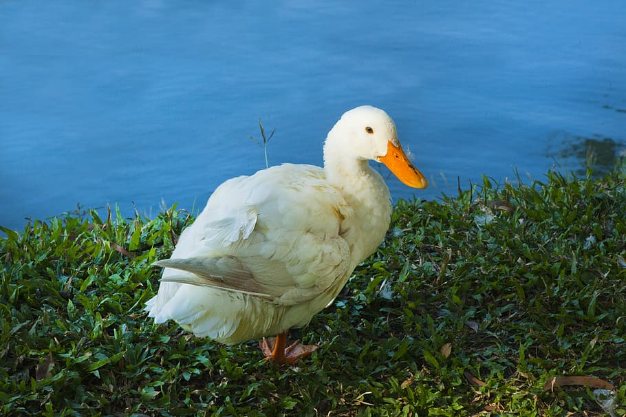 animal, beak, bird, duck, feather, feathers, grass, lake, nature HD wallpaper