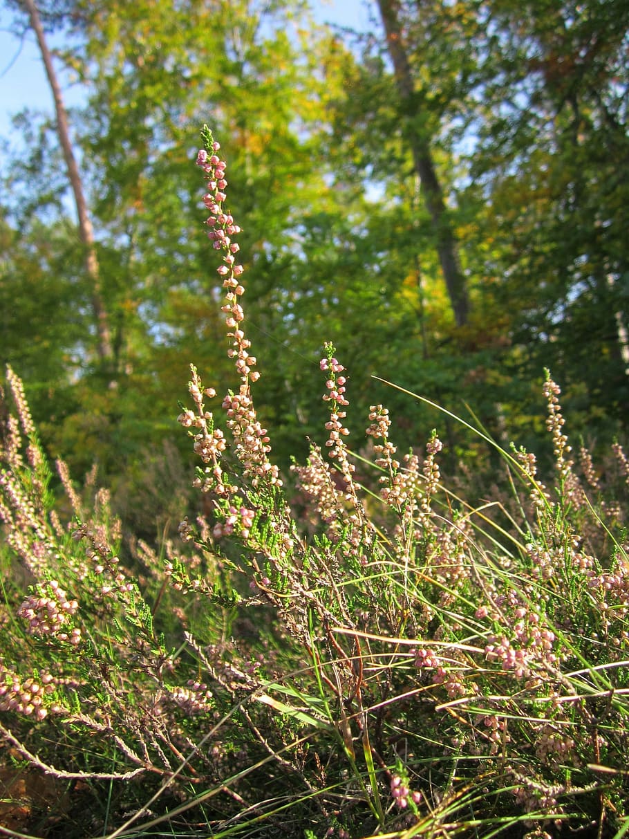 calluna vulgaris, heather, ling, common heather, wildflower, HD wallpaper