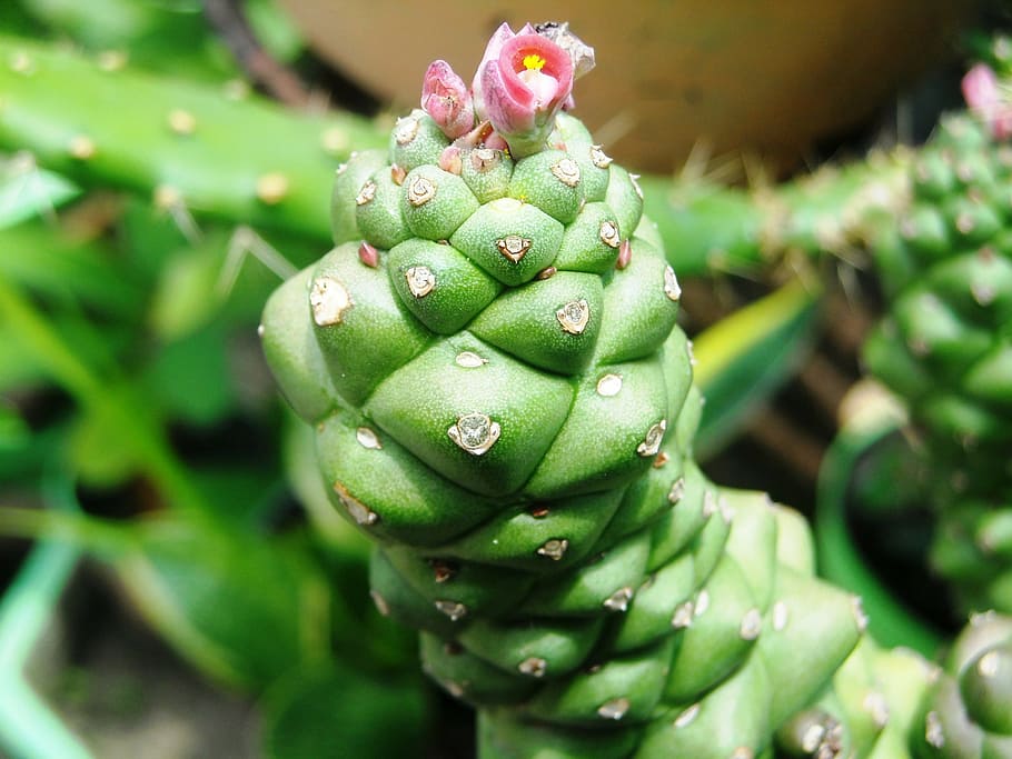 cactus, green, flowers, red, young, green color, close-up, plant HD wallpaper