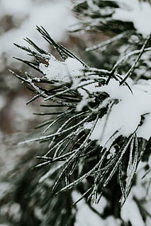 Close-ups of snowy trees, closeup, leaves, pine, twig, branch HD wallpaper