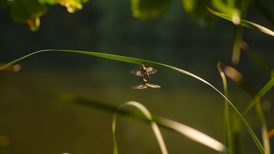 dragonfly, love, connected, flying, valentine's, insect, dragonflies HD wallpaper