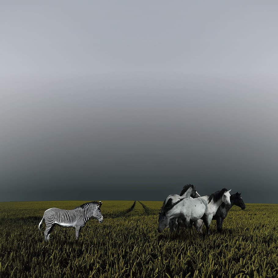 Horses, Zebra, Clouds, Grass, animal themes, outdoors, no people HD wallpaper