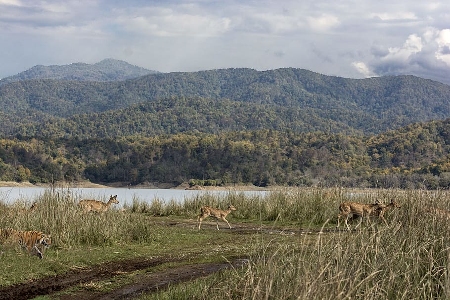tiger and herd of deer running, brown animal walking on grass field HD wallpaper