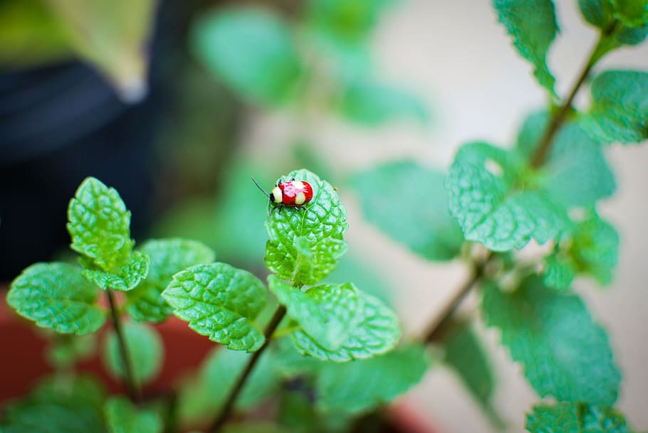 nature, ladybug, insect, beetle, plant, garden, leaves, flower nature HD wallpaper