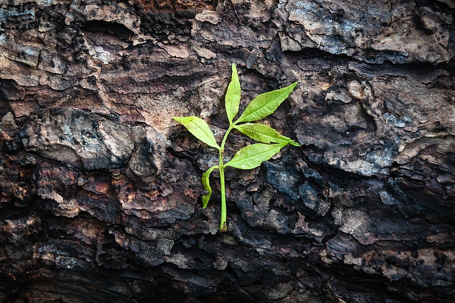 green, brown, leaf, tree, skin, resting, morning, light, texture HD wallpaper
